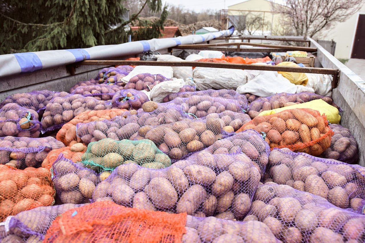 Картоплю з Шевченкового краю садитимуть на Херсонщині